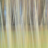 Tricia Meynell Tricia Meynell