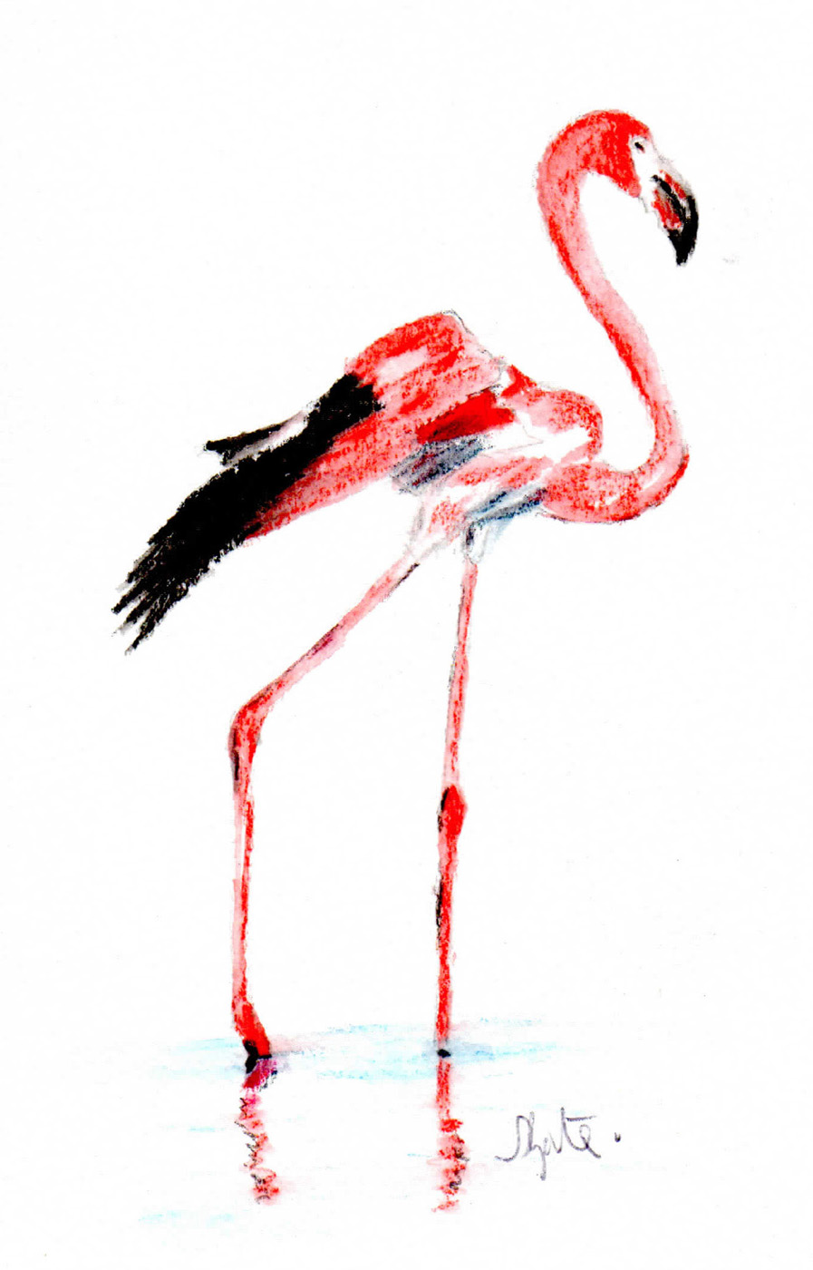 Flamingo by Susan Gate