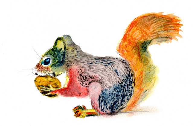 Squirrel by Susan Gate