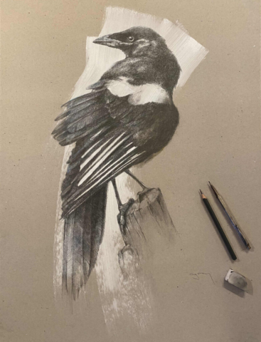 Ruffled feathers. Graphite on gesso surface