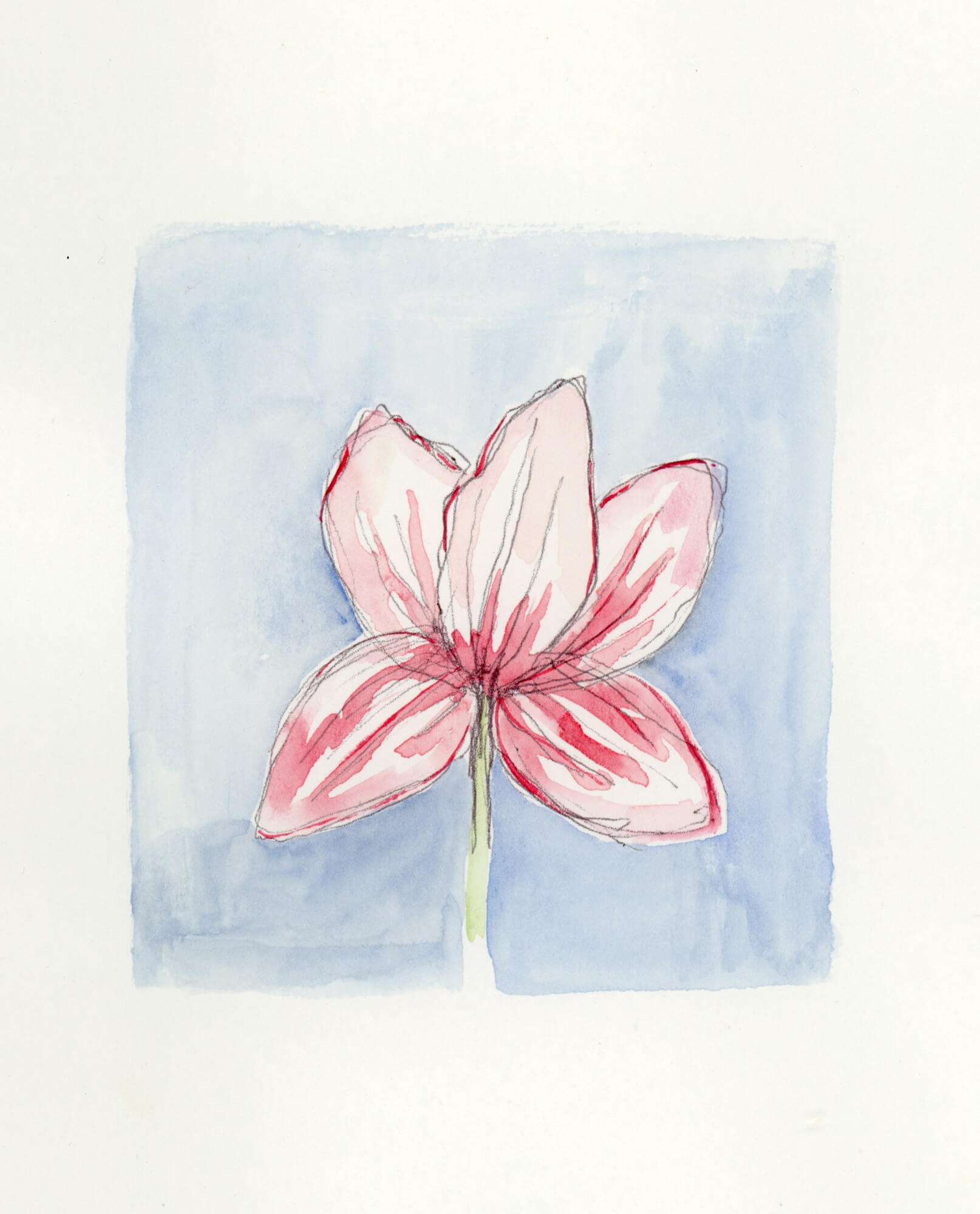 flower day 106 by Janie Robinson