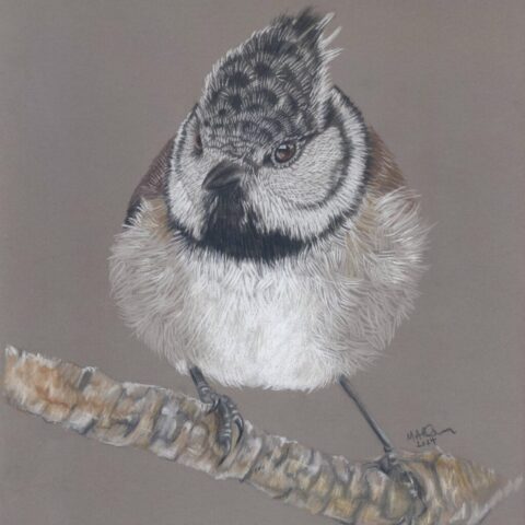 Mandy Allan-Crested Tit