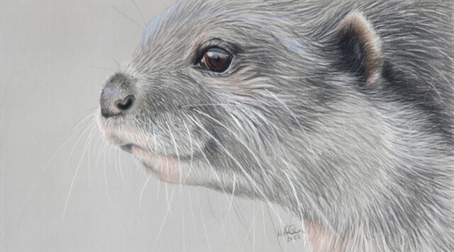 Mandy Allan-Newforest Otter